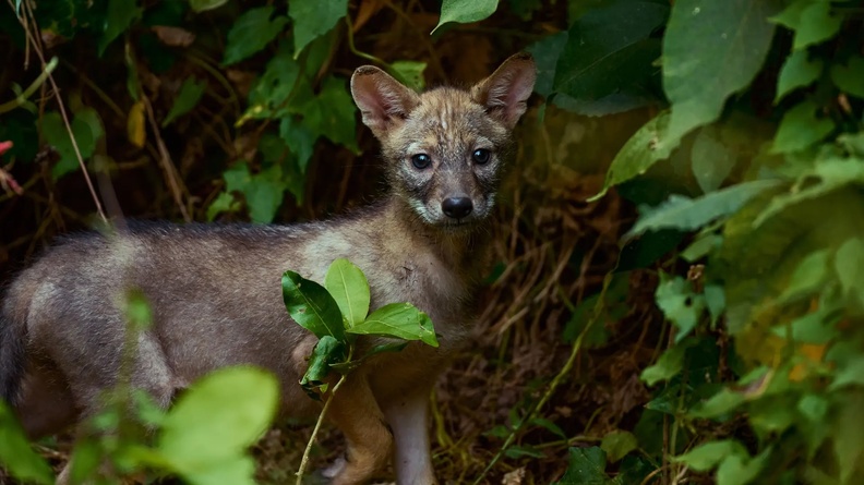 Baby Golden Jackal (Canis aureus), Tehatta, West Bengal, India